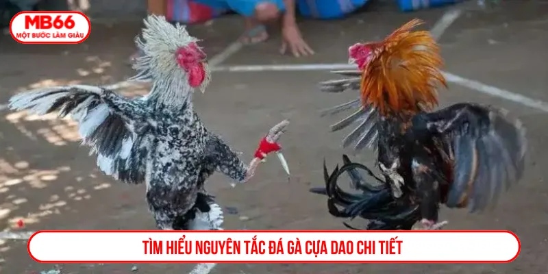 Các quy tắc quan trọng của cuộc so tài cần nắm vững