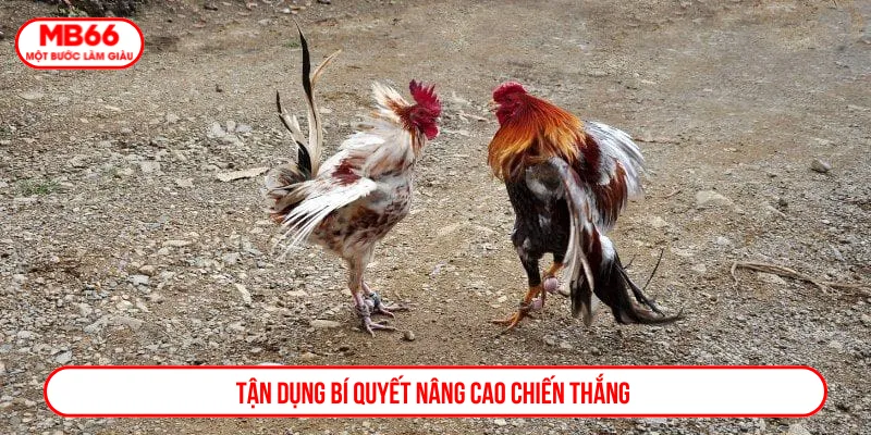 Đá gà cựa dao hiệu quả khi chọn giống kê chuẩn
