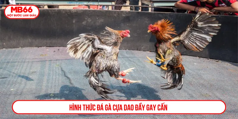 Đá gà cựa dao quen thuộc với độ kịch tính vượt trội