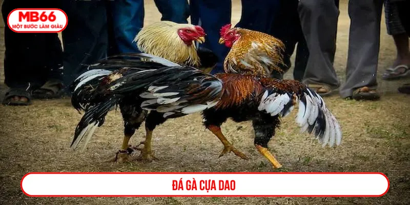 Đá gà cựa dao