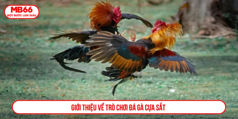 Đá gà cựa sắt là bộ môn cá cược kịch tính hiện nay