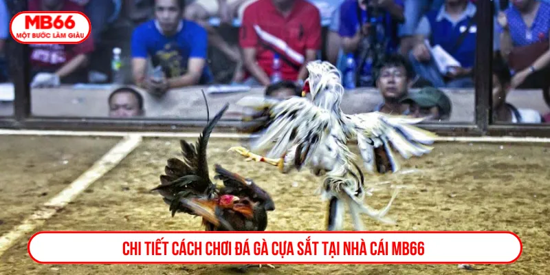 Đá gà cựa sắt với đa dạng các loại cược tại MB66