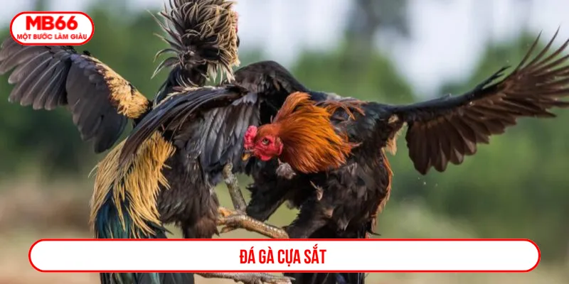 Đá gà cựa sắt