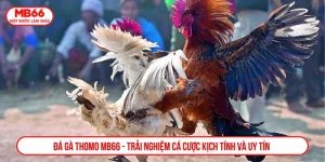 đá gà thomo