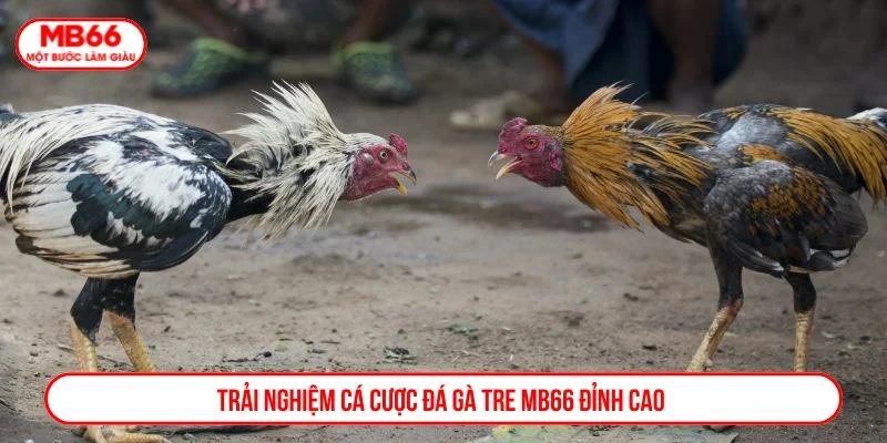đá gà tre