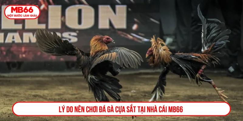 MB66 đem đến sân chơi lôi cuốn và hấp dẫn cho bạn