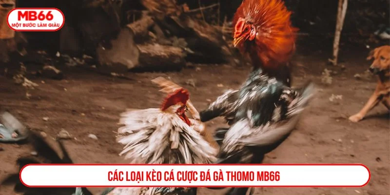Mỗi loại kèo mang đến cơ hội thắng khác nhau