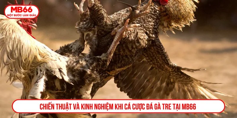 Người chơi nên lựa chọn loại kèo đá gà phù hợp