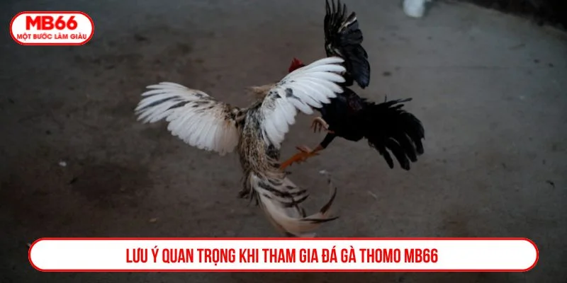 Người chơi nên theo dõi thông tin trận đấu khi cá cược