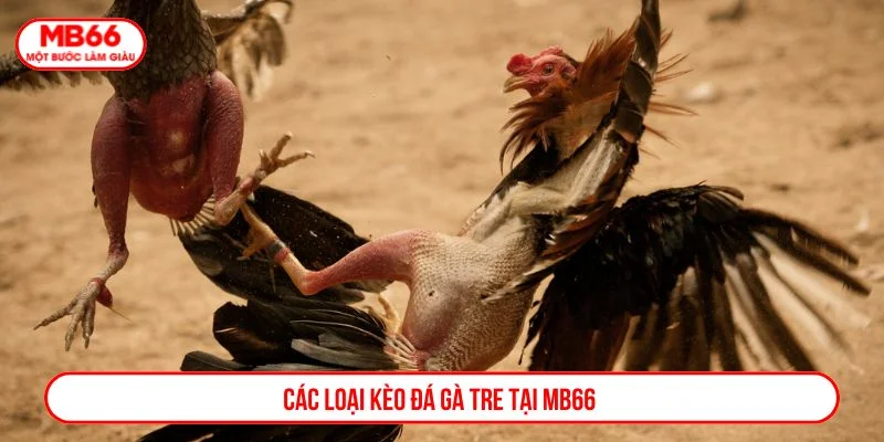 Nhà cái cung cấp nhiều loại kèo đá gà tre đa dạng