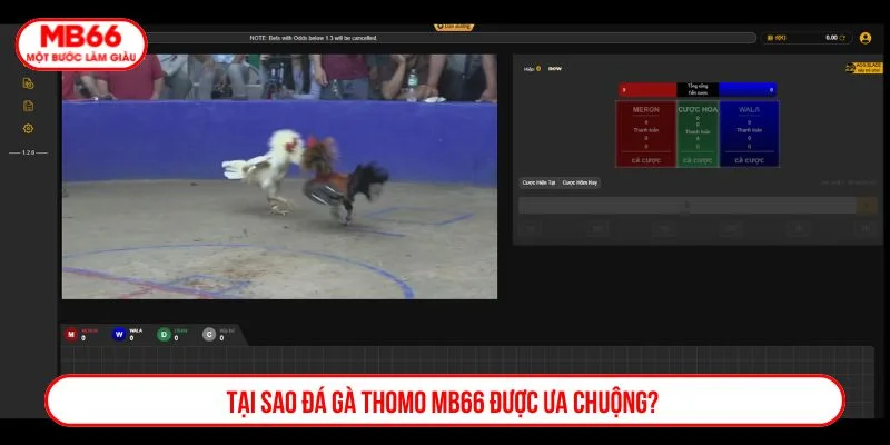 Sảnh đá gà tại MB66 mang lại trải nghiệm giải trí chân thực