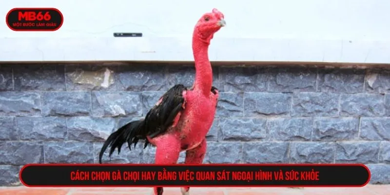 Cách chọn gà chọi hay bằng việc quan sát ngoại hình và sức khỏe