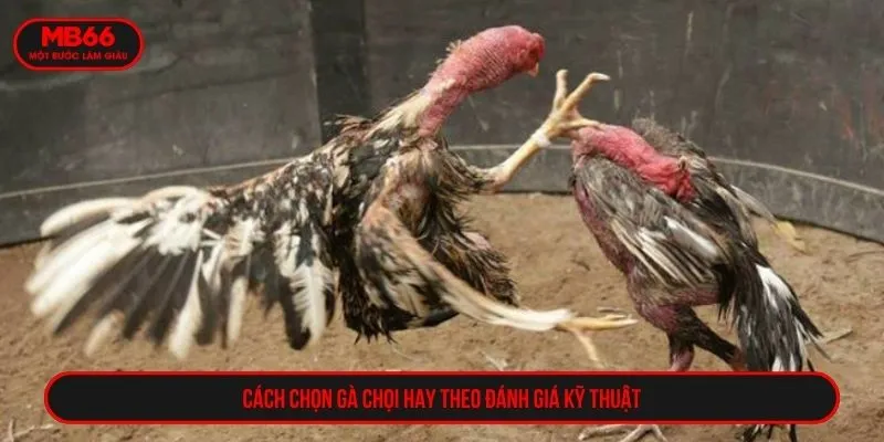 Cách chọn gà chọi hay theo đánh giá kỹ thuật