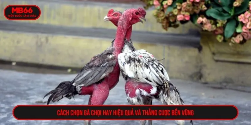 Cách chọn gà chọi hay