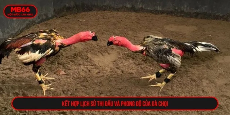 Kết hợp lịch sử thi đấu và phong độ của gà chọi
